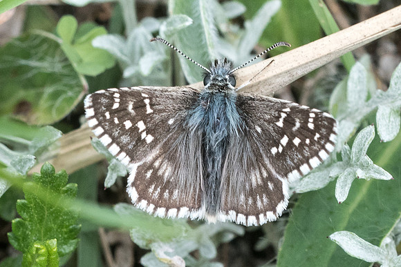 Pyrgus carthami -5599 - Gourdon - 12/05/21