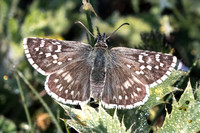 Pyrgus carthami-0140 - Greolieres les neiges - 27/06/20