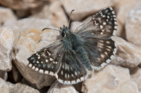 Pyrgus carthami-6161 - Gréoliere les neiges - 27/06/20
