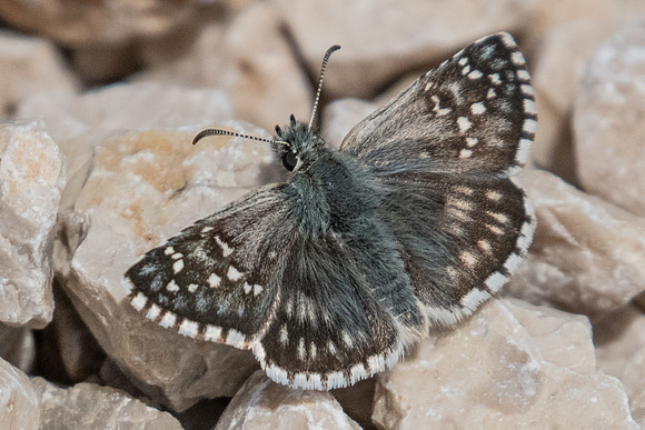 Pyrgus carthami-6161 - Gréoliere les neiges - 27/06/20