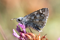 Pyrgus carthami-5826 - Cipières - 5/07/20