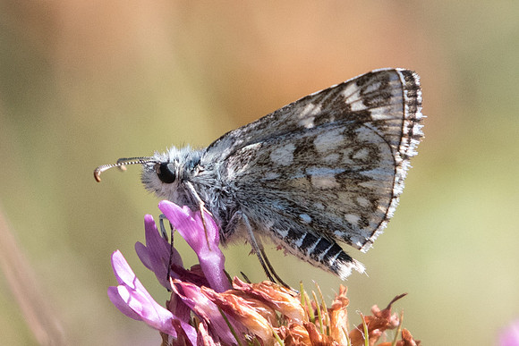 Pyrgus carthami-5826 - Cipières - 5/07/20