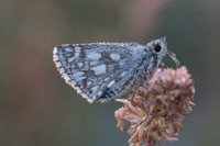 Pyrgus carthami-9951 - Gréolières les neiges - 27/06/20