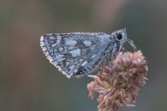 Pyrgus carthami-9951 - Gréolières les neiges - 27/06/20
