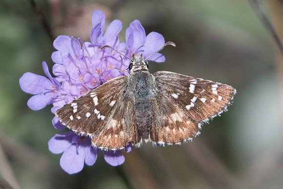 Pyrgus circii-1752 - Cipières - 26/09/20