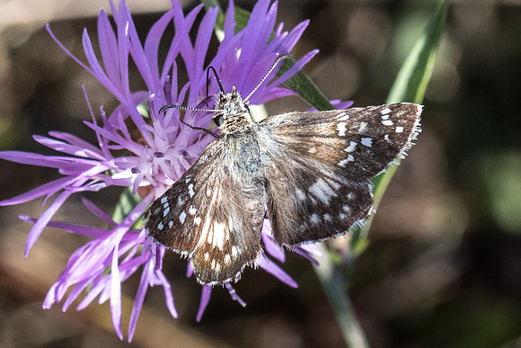 Pyrgus cirsii-8939 - -Peille - 14/09/20