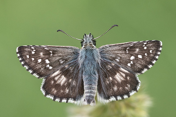 Pyrgus foulquieri-2360 - Argentière la bessée (Alt.:1000m) - 3/07/21