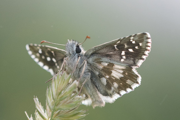 Pyrgus foulquieri-2345 Argentière la bessée - 3/07/21