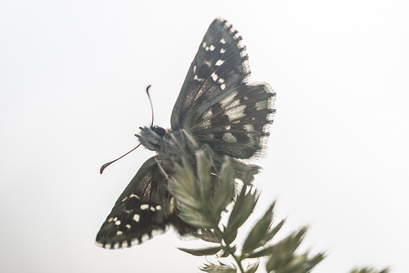 Pyrgus foulquieri-2352 - Argentière la bessée - 3/07/21
