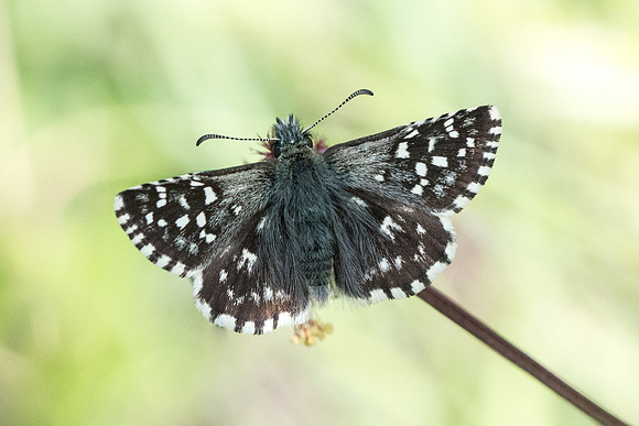 Pyrgus malvae (Hespérie de la mauve) - Fontainebleau