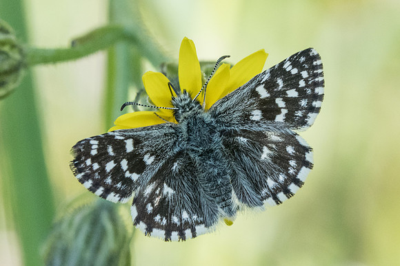Pyrgus malvae-2564 - Orly sur Morin - 16/05/20