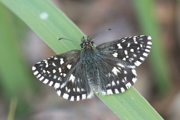 Pyrgus malvae-4408 - Fontainebleau - 30/04/22