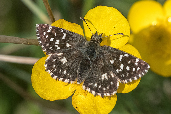 Pyrgus malvae-4707 - Fontainebleau - 30/04/22