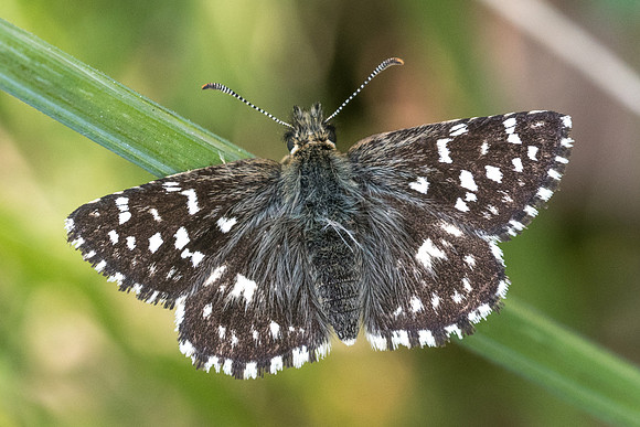 Pyrgus malvae-4715 - Fontainebleau - 30/04/22