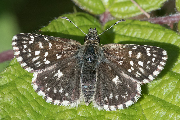 Pyrgus malvae ------Montigny sur Loing - 24/05/20