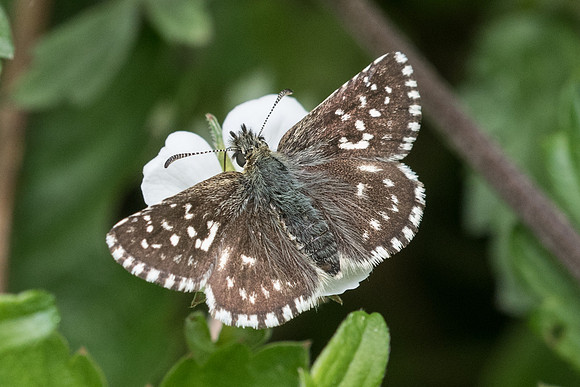 Pyrgus malvae f taras-5449 Châtillon sur seine - 26/05/22