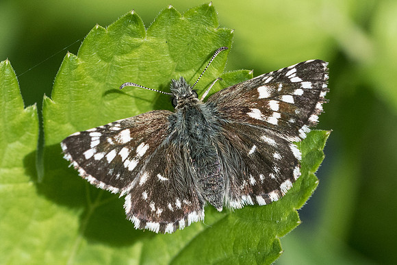 Pyrgus malvae f taras-6080 Châtillon sur seine - 26/05/22
