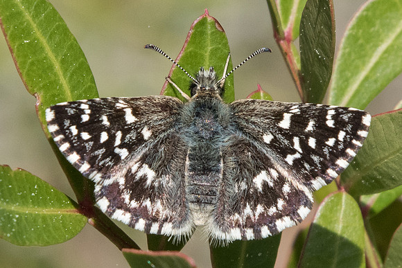 Pyrgus malvoides (Hespérie faux-tacheté) - St Baume - 18/04/19