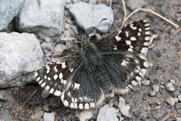 Pyrgus malvoides-4396 - col de l'Izoard (le laus 1745m) - 02/07/20