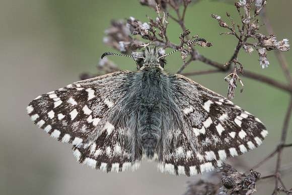 Pyrgus malvoides-5551 - Cipières - 12/05/21
