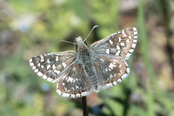 Pyrgus malvoides-8832 - Cipieres - 17/05/21