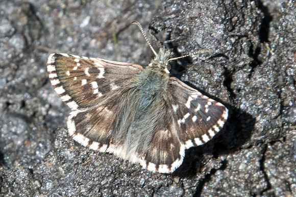 Pyrgus malvoides id? -2266 - Cervieres  18/07/22