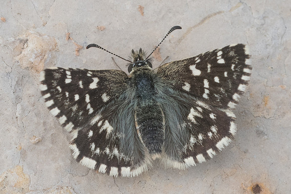 Pyrgus malvoides-7493 - Cipières - 15/05/21