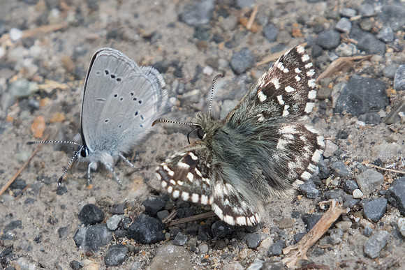 Pyrgus malvoides-4321-2 - Col de l'Izoard - 2/07/20