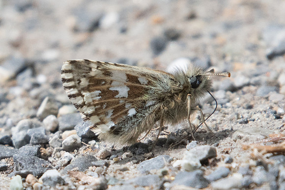 Pyrgus malvoides-4369 - Col de l'Izoard - 2/07/20