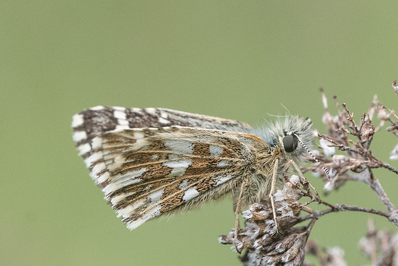 Pyrgus malvoides-5555 - Cipières - 12/05/21