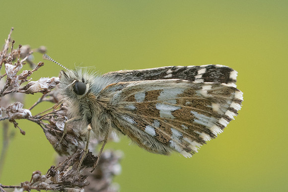 Pyrgus malvoides-5571 - Cipières - 12/05/21