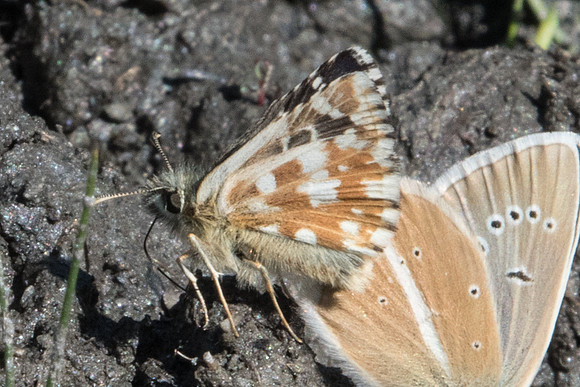 Pyrgus malvoides--2255 - Cervières - 18/07/22