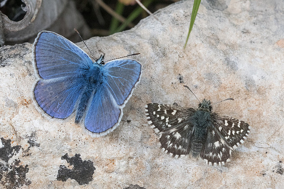 P Icarus et Pyrgus malvoides-5288 - Cipières - 12/05/21