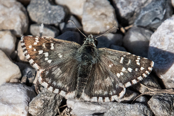 Pyrgus onopordi-7442 - Peille - 12/09/20