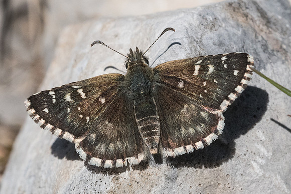 Pyrgus onopordi ♀-4878 - Cipières - 700m - 12/05/21