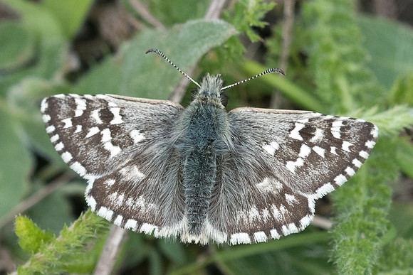 Pyrgus onopordi ♂-7673 - Cipières - 15/05/21