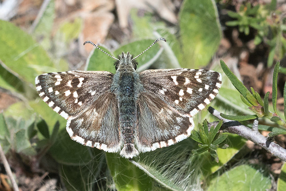 Pyrgus onopordi-9396 - Cipières - 18/05/21