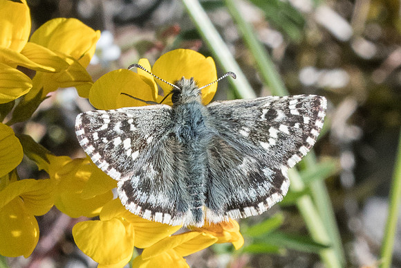 Pyrgus onorpodi-8790 - Cipières - 700m - 17/05/21