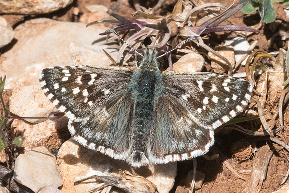 Pyrgus onopordi - Cipières - 18/05/21