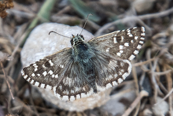 Pyrgus onopordi-7453 - Peille - 12/09/20