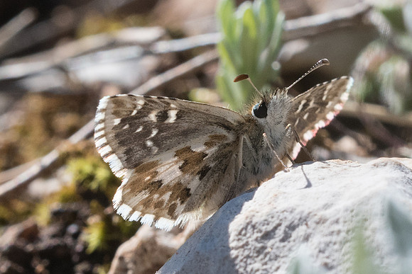 Pyrgus onopordi-4889 - Cipières - 12/05/21