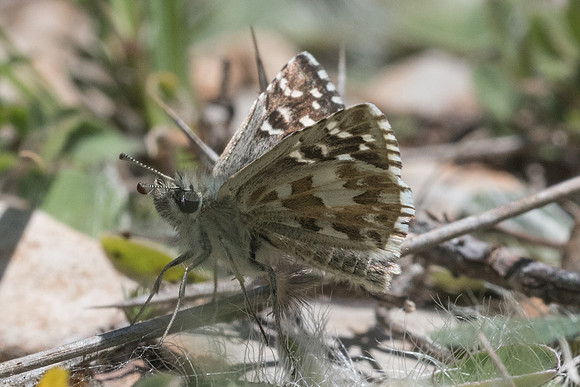 Pyrgus onopordi-9408 - Cipières - 18/05/21