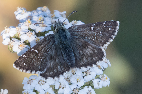 Pyrgus serratulae id--9435 - Termignon 16/07/22