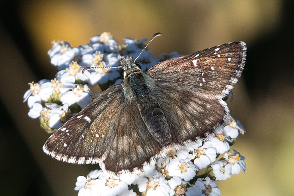 Pyrgus serratulae id--9439 - Termignon 16/07/22