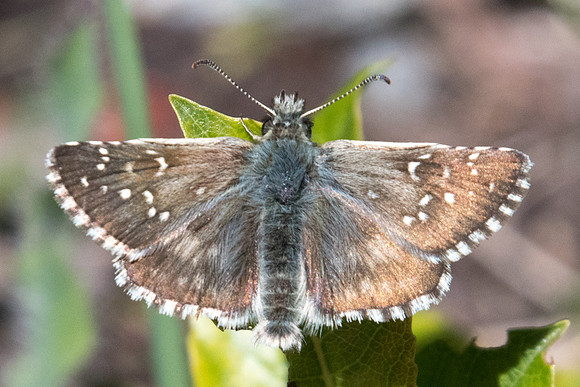 Pyrgus serratulae-1679 - Cervières 2040m - 1/07/21
