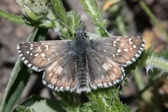 Pyrgus serratulae-1694 - Cervières 2040m - 1/07/21