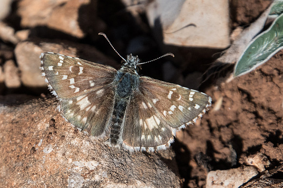 Pyrgus serratulae-1766 - Cipières - 26/09/20