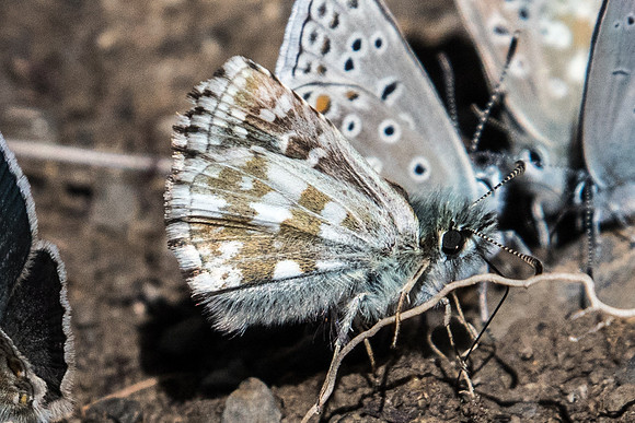 Pyrgus serratulae-3771 - Col de la cayolle - 5/07/21