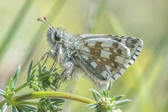 Pyrgus serratulae/Armoricanus-8226 - Cipières - 17/05/21