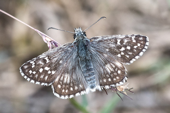 Pyrgus sidae / carthame id-0150 - Gourdon (bois de Gourdon) - 19/05/21